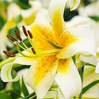 Лилия сорта гигант Mister Cas светлая, цвет белый, бежевый, кремовый, желтый, 1 луковица в уп. GreenMarket