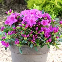 Рододендрон Konigstein Фиолетовый 1шт. Florium