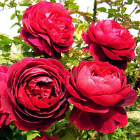 Роза Morsdag Red Красная Красный Саженцы 1шт. Florium