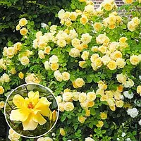 Жовта троянда плетиста саджанець Golden Showers Ропару для посадки в ґрунт, садова, ранньоквітуча