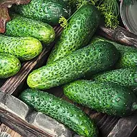 Сорт Огурца Бетина F1 семена для посева 10шт GreenMarket, ароматный, теплолюбивый гибрид