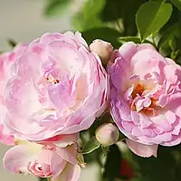 Роза Morsdag Pink Розовый 1шт. GreenMarket