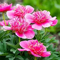 Пион Anemoniflora Розовый 1шт. Florium