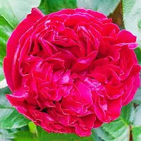 Червона троянда саджанець сорту Red Eden Rose 1 шт. GreenMarket, великоквіткова, плетиста