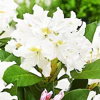 Рододендрон Cunningham's White Разноцветный 1шт. Florium