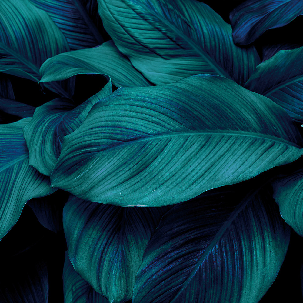 Фотофон вініловий темно-сині тропічні листя, глибокий фон для фото і контенту, 60x60 см, №550662, фото 1