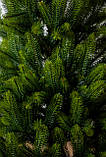 Ялинка лита "Лапландська" Весняна 1,10 м, фото 4