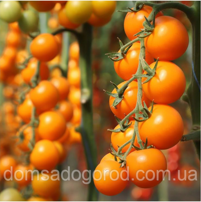 Томат КС 1549 Нессі F1 / KS 1549 F1 Kitano Seeds 100 шт.
