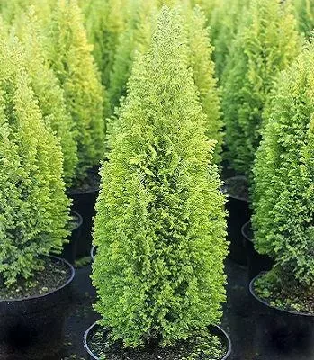 Кипарисовик Лавсона "Ellwoodii Gold"