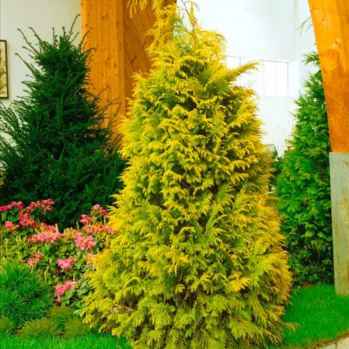 Кипарисовик Лавсона "Golden Wonder"