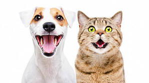 Догляд за собаками й кішками