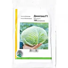 ДЖИНТАМА F1 / GINTAMA F1, насіння 100 — капуста білокачанна, Rijk Zwaan