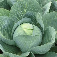 Насіння капусти Золтан F1, 100 насінин — капуста білокачанна, пізньостигла, Агропак