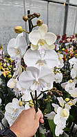 Phalaenopsis Big Lip Mindoro. Губастик Міндоро. 1 гілка!