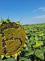 ПІДСОЛОЧНИК (БАСТЕН СУМО). "БАСТЕН СУМО". [БАСТЕН СУМО] A-G. БАСТЕН ПРЕМИУМ, фото 5