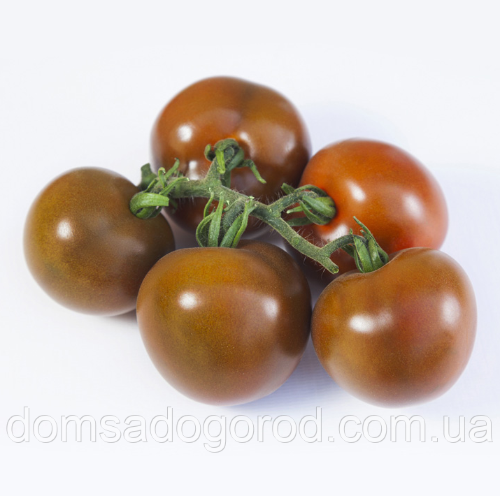 Томат КС 3900 F1 / KS 3900 F1 Kitano Seeds 100 насінин