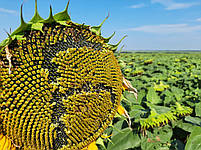 ПІДСОЛОЧНИК (БАСТЕН СУМО). "БАСТЕН СУМО". [БАСТЕН СУМО] A-G. БАСТЕН ПРЕМИУМ, фото 3