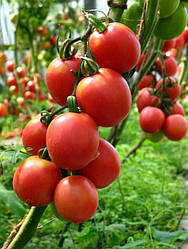 Насіння томату Де Барао F1, 30 насінин — Середньопізній (110-125 дн), рожевий , індетермінатний (Елітний ряд)