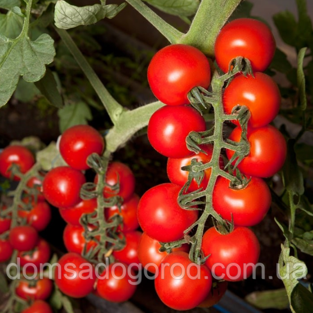 Томат КС 959 F1 / KS 959 F1 Kitano Seeds 500 насінин