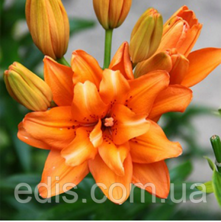 Лілія азіатська махрова Orange Twins (Оранж Твінс) 1 цибулина 12/14, фото 1