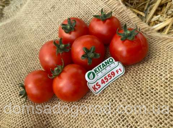 Томат Ітіро F1 КС 4559 F1 / ICHІRO KS 4559 F1 Kitano Seeds 500 шт