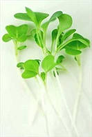 Семена Пак Чой зелёный микрогрин | беби листья | взрослая зелень (import)