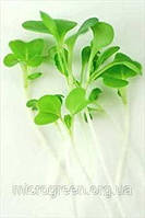 Семена Пак Чой зелёный микрогрин | беби листья | взрослая зелень (import) 500