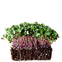 Семена Капуста краснокачанная (фиолетовая) микрогрин | беби листья | взрослая зелень (import)