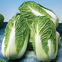 Насіння пекінської капусти Маноко 100 г