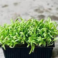 Семена Шпинат микрогрин | беби листья | взрослая зелень (import)