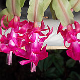 Шлюмбергера Різдвяник рожева вкорінені живці Schlumbergera pink, фото 5