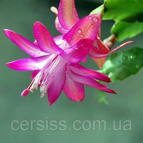 Шлюмбергера Різдвяник рожева вкорінені живці Schlumbergera pink
