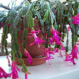 Шлюмбергера Різдвяник рожева вкорінені живці Schlumbergera pink, фото 6