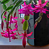 Шлюмбергера Різдвяник рожева вкорінені живці Schlumbergera pink, фото 4