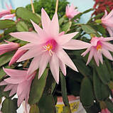 Рипсалідопсис Пасхальний кактус рожевий Rhipsalidopsis pink, фото 4
