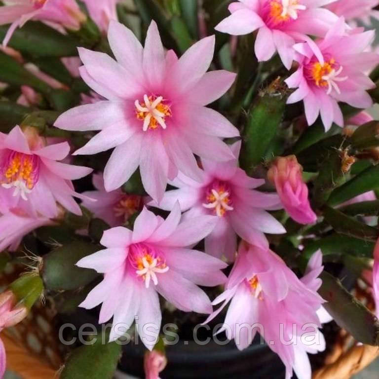 Рипсалідопсис Пасхальний кактус рожевий Rhipsalidopsis pink