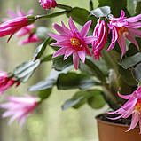 Рипсалідопсис Пасхальний кактус рожевий Rhipsalidopsis pink, фото 5