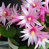 Рипсалідопсис Пасхальний кактус рожевий Rhipsalidopsis pink, фото 6