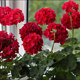Пеларгонія зональна вкорінений живець 1 шт колір Мікс Pelargonium zonale, фото 3