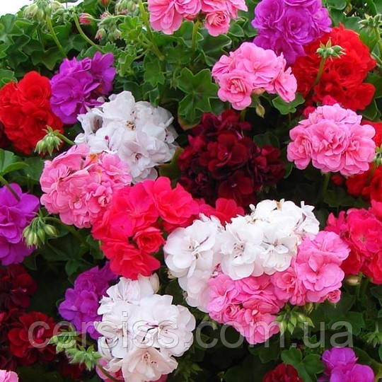 Пеларгонія зональна вкорінений живець 1 шт колір Мікс Pelargonium zonale, фото 1