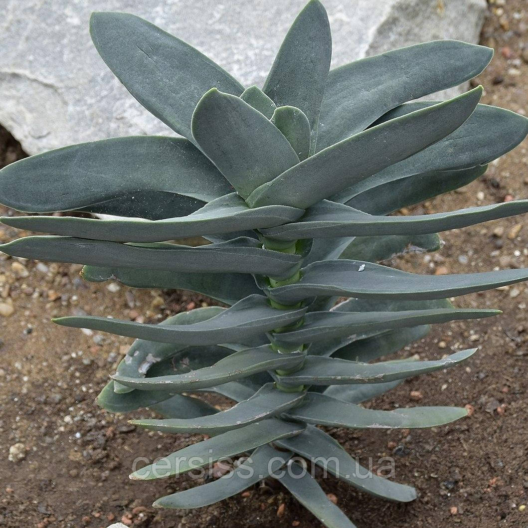 Красула Фальката дітка Crassula Rochea Falcata, фото 1