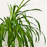 Хлорофітум зелений, Chlorophytum, фото 5