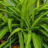 Хлорофітум зелений, Chlorophytum, фото 3