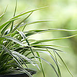 Хлорофітум зелений, Chlorophytum, фото 4