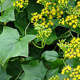 Делерея, Delairea, фото 5