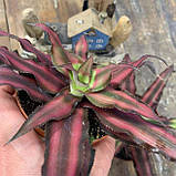 Криптантус двосмуговий (дітка), Cryptanthus bivittatus, фото 3