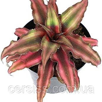 Криптантус двосмуговий (дітка), Cryptanthus bivittatus