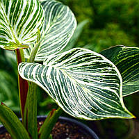 Филодендрон Биркин, Philodendron Birkin