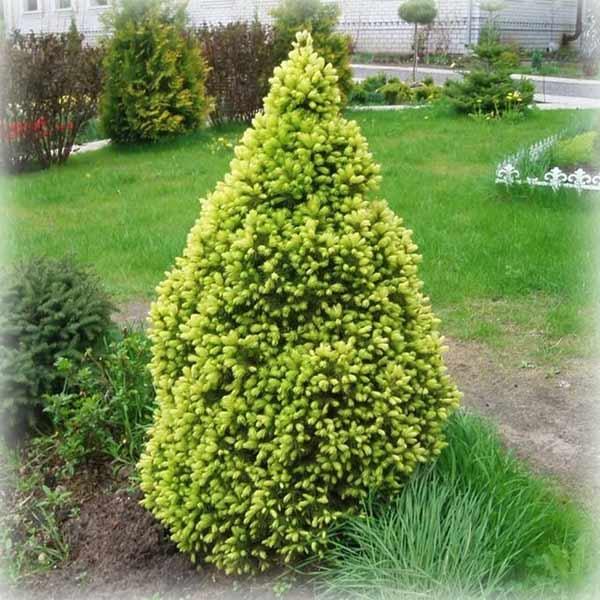 Ялина канадська Сан он зе Скай (Sun on the Sky), фото 1