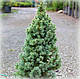 Ялина канадська Сан он зе Скай (Sun on the Sky), фото 2